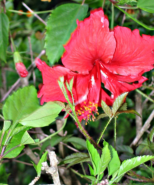 Special red hibiscus