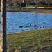 les canards sur le lac