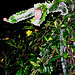 Night blooming cereus cactus -
