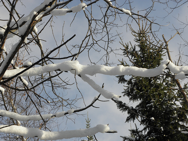 Paysage d'hiver