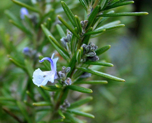 rosemary flowers