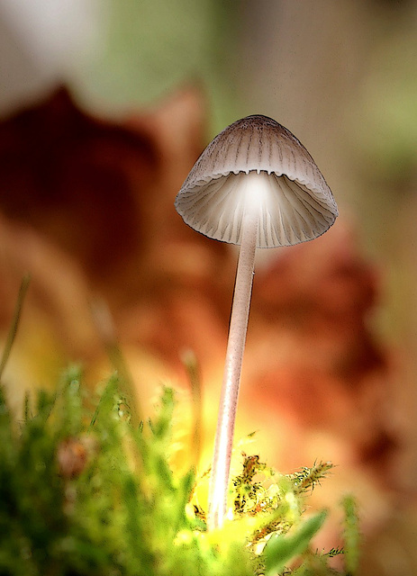 Champignon "lucinogène"