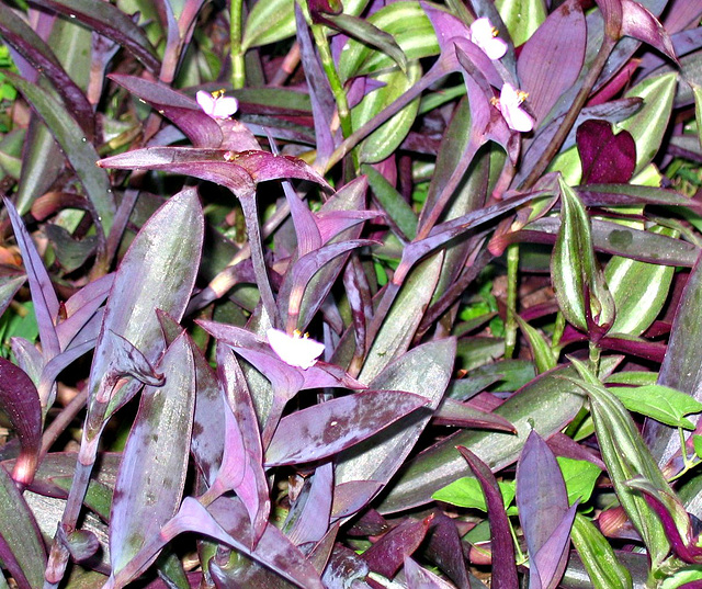 Colorful groundcover -- Purple Heart