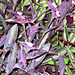 Colorful groundcover -- Purple Heart