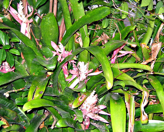 End of Bromeliad Blooms