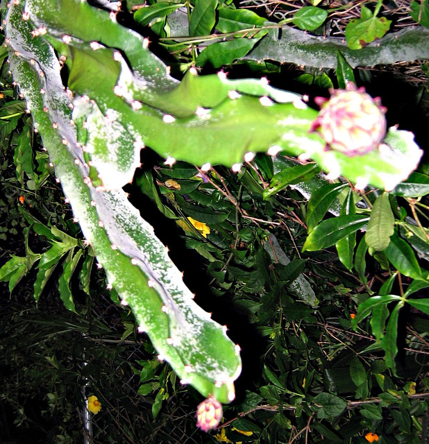 Night blooming cereus cactus bud Aug 21