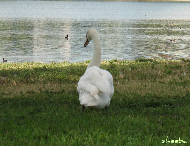 Mute swan on Lake Morton..
