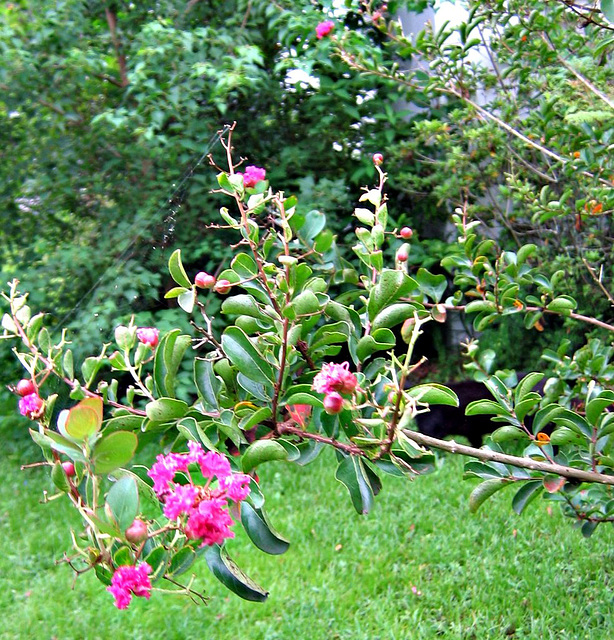 Crapemyrtle