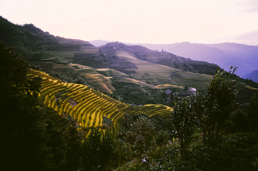 Morning terraces