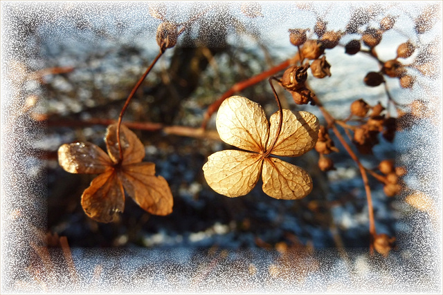 autumn flowers