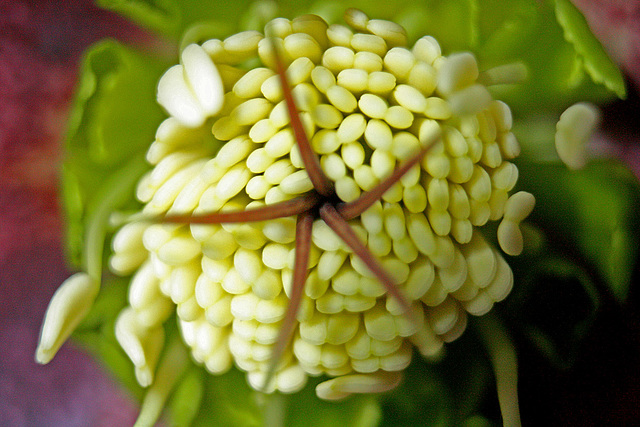 Hellebore close-up