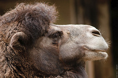 Camel