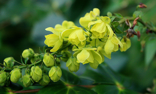 mahonia flowers