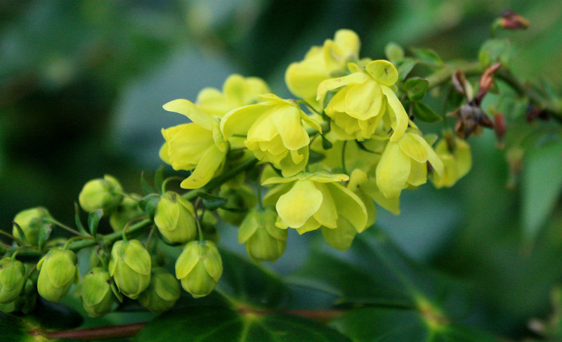 mahonia flowers