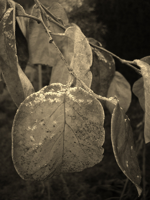 Feuilles de Cognassier au petit matin frisquett