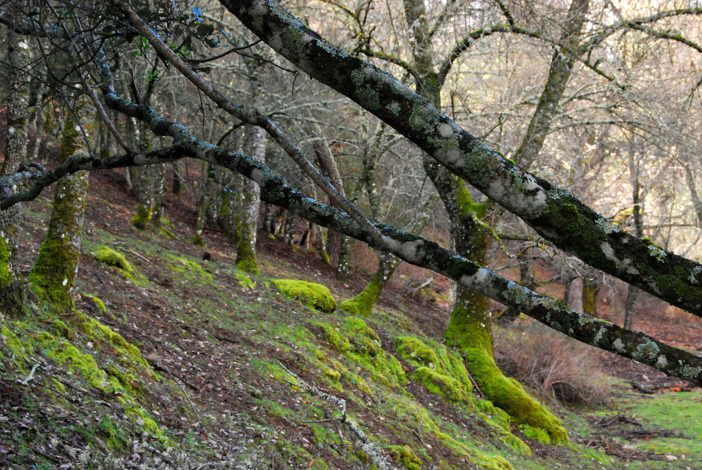 Valdeazores