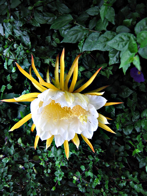 Night Blooming Cereus Cactus