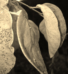 Feuilles au matin