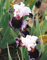 Iris Tomorow's Child