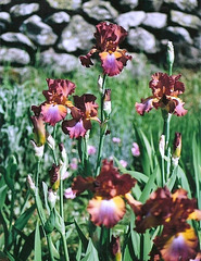 Iris Terre de feu (2)