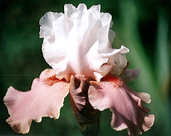 iris Sugar magnolia