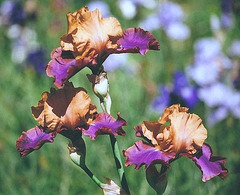 Iris Syncopation