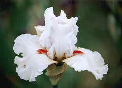 Iris Nordica