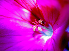 Geranium close-up