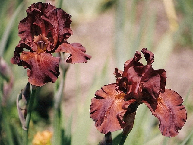 Iris Dutch chocolate