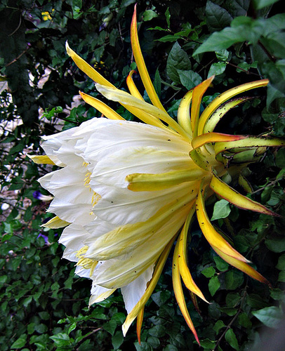 Nightblooming cactus Cereus - day of Aug 22 '08