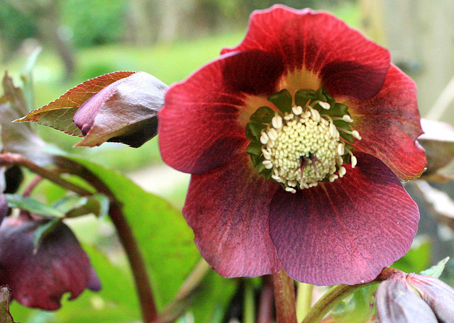 red hellebore