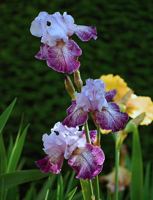 Iris Splashacata
