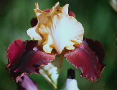 Iris Smart move