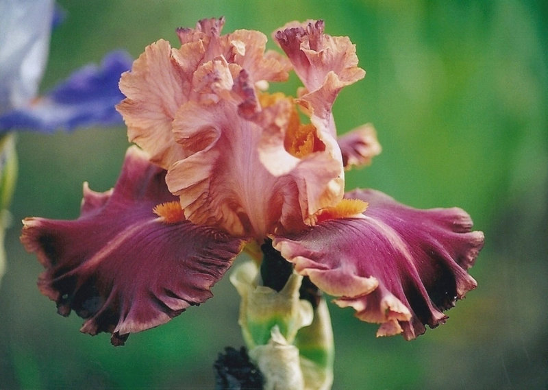 Iris Impressionist