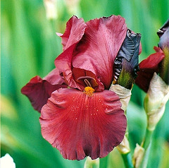 Iris Inferno