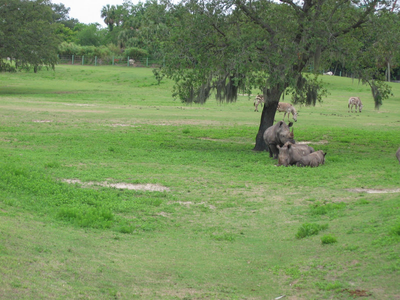 - wild animals - Rhino (three)