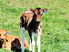 Young Calf