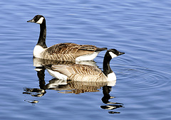 Canada geese.