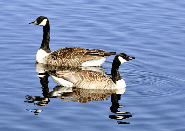 Canada geese.