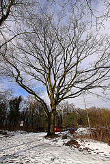 20110108 9196Ww [D~LIP] Baum, UWZ, Bad Salzuflen