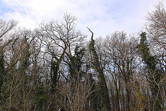 20110108 9198Ww [D~LIP] Wald, UWZ, Bad Salzuflen