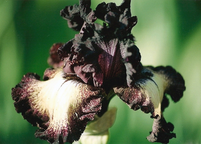 Iris Epicenter 2