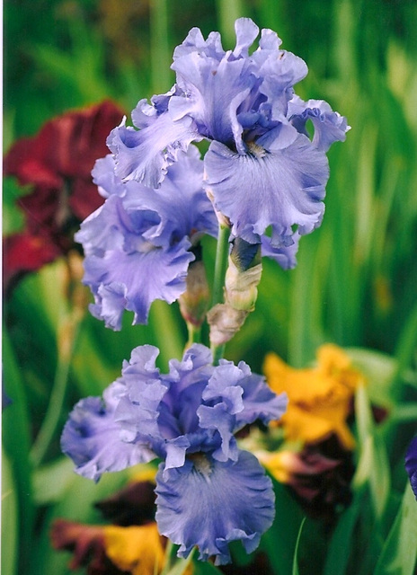 Iris Riverboat Blues