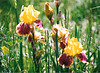 Iris Fanfaron