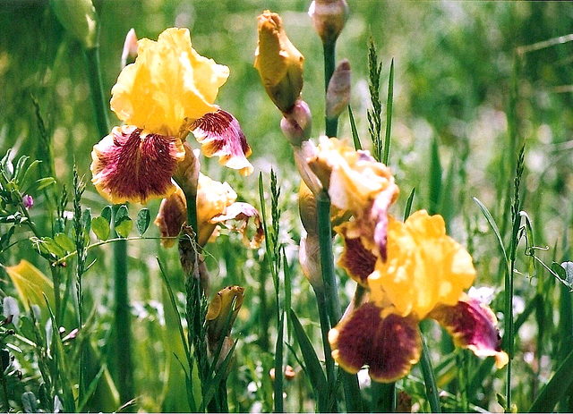 Iris Fanfaron