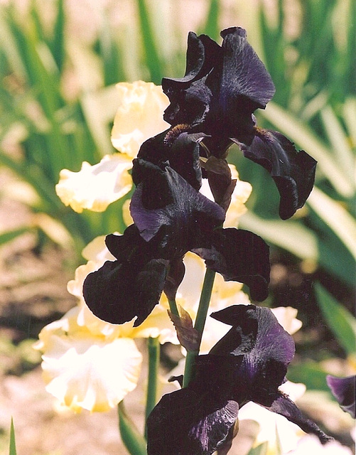Iris Interpol