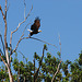 Eagle taking flight 1