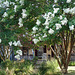 Lilas blancs / White lilacs - Pocomoke, Maryland. USA - 18 juillet 2010.