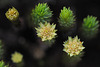 Polytrichum subpilosum - male