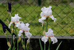 Iris 'Neige de Mai' Cayeux 1978